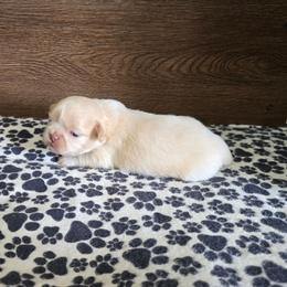 Male 1 - Lilac male Shih Tzu puppy in Meadows Of Dan, Virginia from Walt’s Shih Tzus