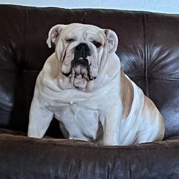 Bulldogs from Ozark Bulldogs