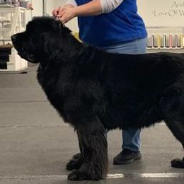 Newfoundlands from Lori Eldridge
