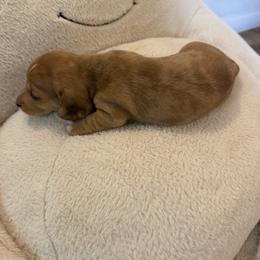 Boy 2 - Dapple male Dachshund puppy in Buckeye, Arizona from Ryder's Roundup
