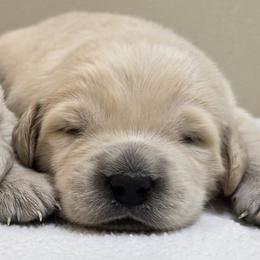 Girl 1 - Light golden female Golden Retriever puppy in Milford, Michigan from Servant Kennel