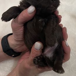 Shih Tzu Puppies from Lux Shih Tzu of New England