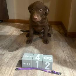 Purple Dot - Brown male Chesapeake Bay Retriever puppy in Wisconsin Dells, Wisconsin from Kilbourn Chesapeakes