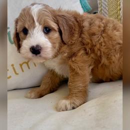 Onyx - Red male Australian Labradoodle puppy in Sacramento, California from Delta Breeze Labradoodles