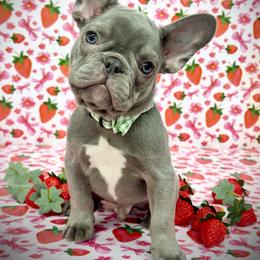 Tanz - Tricolors male French Bulldog puppy in Rockville, Indiana from Blaze Of Glory Bostons & Frenchies
