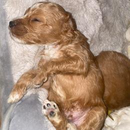 Monty - Red  male Goldendoodle puppy in Cumberland, Rhode Island from minigoldendoodlesofRI