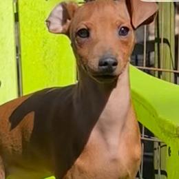 Red boy 1 Carson - Red male Miniature Pinscher puppy in Granby, Connecticut from Cross Bay Labradors