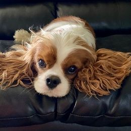 Remi - Cavalier King Charles Spaniel
