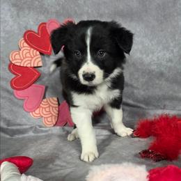 Birch - Black and white female Border Collie puppy in Gaffney, South Carolina from On the Lamb