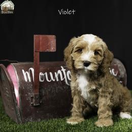 Violet - Apricot female Australian Labradoodle puppy in Cashmere, Washington from Mountain Home Doodles