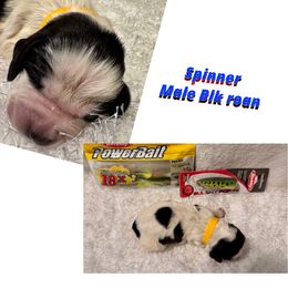 Spinner - Black and white male English Springer Spaniel puppy in Madison, Indiana from McCollough's Pawsome Spaniels and Danny's Delightful Dachshunds