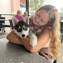 Siberian Husky Puppies from SoFlo Siberians