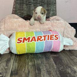 Snickerdoodle - female Alapaha Blue Blood Bulldog puppy in Hudson, New Hampshire from WICKED Alapaha Kennel