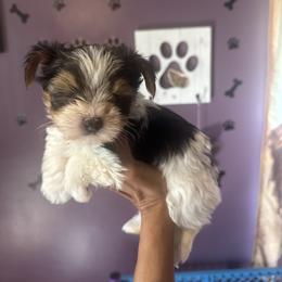 Parti boy - Parti male Yorkshire Terrier puppy in Ohio from Britt n Cindys Yorkshire Terriers