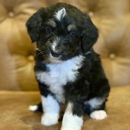 Casanova - Black and white male Aussiedoodle puppy in Jackson, Tennessee from Dinah Doodles and Aussies