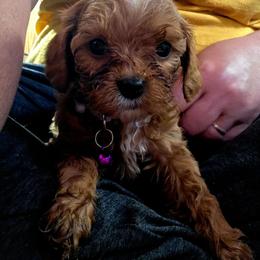 Ruby - Red female Cavapoo puppy in Arkansas from Brew House
