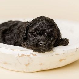 Rio - Black male Cavapoo puppy in New River, Arizona from Catella Cavaliers and Cavapoos