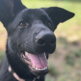 Ruby - German Shepherd puppy in Bartlett, Tennessee from Paws Of Germany
