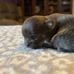 Mabel - Blue and white female Chihuahua puppy in Beckemeyer, Illinois from Guardian’s of the Chihuahuas