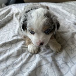 Sophie - Blue merle female Miniature Australian Shepherd puppy in Reidsville, North Carolina from Cherry Grove Kennel