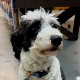 Cinder - Bordoodle