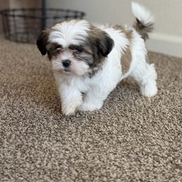 Max - Brindle and white male Mal-Shi puppy in Sacramento, California from FurKids
