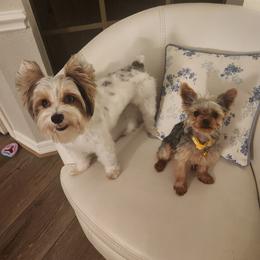 Yorkshire Terrier Puppies from Grand 7 Kennelz