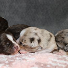 Miniature American Shepherd and Miniature Australian Shepherd Puppies from Integrity Aussies Tx