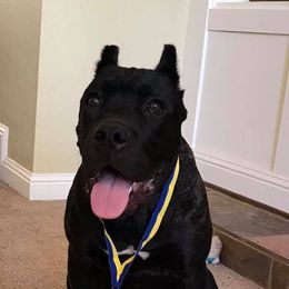 Cane Corso All Grown Up from Banner Mountain Cane Corso
