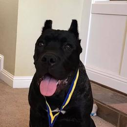 Cane Corso All Grown Up from Banner Mountain Cane Corso
