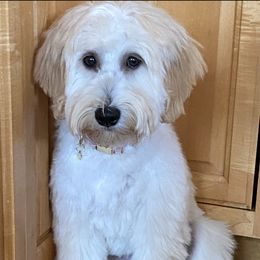 Ky - Goldendoodle