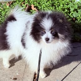 Zephyr - Tri-colored male Pomeranian puppy in Zionville, North Carolina from Shaner Poms