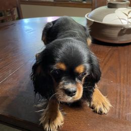 Lady Di - Cavalier King Charles Spaniel