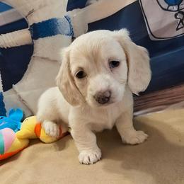 Fancy Girl - Cream female Dachshund puppy in Grove, Oklahoma from Dachs on the lake
