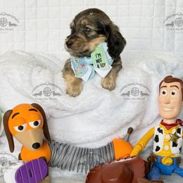 Mr. Red-2400 - Cream male Dachshund puppy in Ocala/Gainesville, Florida from From the Heart Doxies