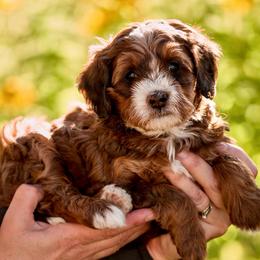 Fauna - Sable female Bernedoodle puppy in Cortez, Colorado from Sassy Pants Pups