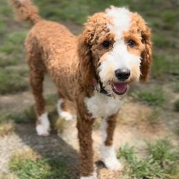 Oakley - Goldendoodle