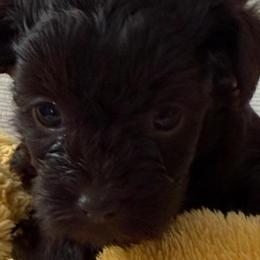 Poodle puppies from Pawfect Soul Puppies