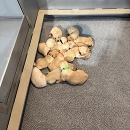 Girl 5 - female Labrador Retriever puppy in Britton, South Dakota from FR Labs