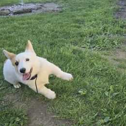 American Corgi Puppies from Whitecreek Corgis of Columbus, IN