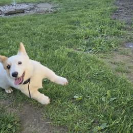 American Corgi Puppies from Whitecreek Corgis of Columbus, IN