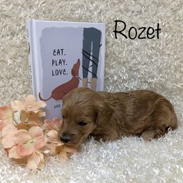 Goldendoodle Puppies from Ming’s Dynasty Doodles