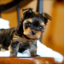Yorkshire Terrier Puppies from Luxe Yorkshire Terriers