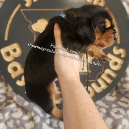 Blue collar - Black tan and white male Basset Hound puppy in Alton, Illinois from Show Me Great Danes and Basset Hounds