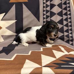 Male 2 LIMITED AKC - Piebald male Dachshund puppy in Aurora, Missouri from Baker Farms