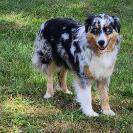 Beretta - Australian Shepherd