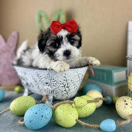 Mr Red Collar - Black and white male Mal-Shi puppy in Poolville, Texas from Tx Pups