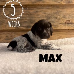 Max - Liver and white German Shorthaired Pointer puppy in Social Circle, Georgia from Social Point Gun Dogs
