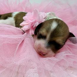Girl 1 - Piebald female Dachshund puppy in Pulaski, Tennessee from Billboard Doxies