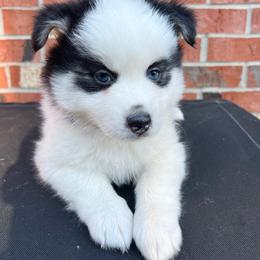 Toadette - Black and white female Pomsky puppy in Henderson, Kentucky from Paris Pomskies